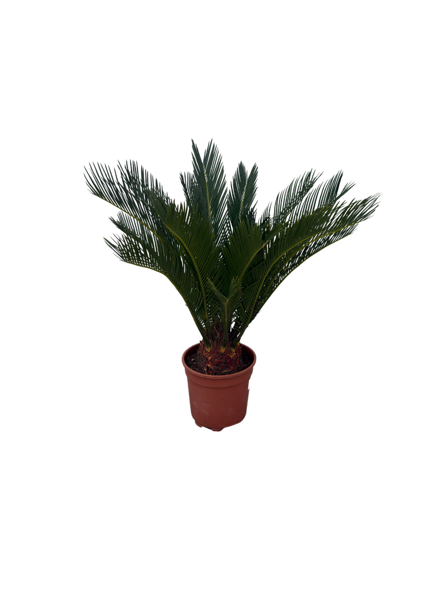 Цикас 60 см