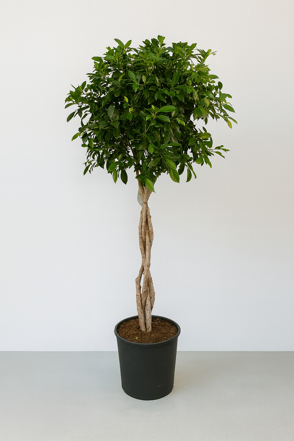 Фикус Нитида 140 см