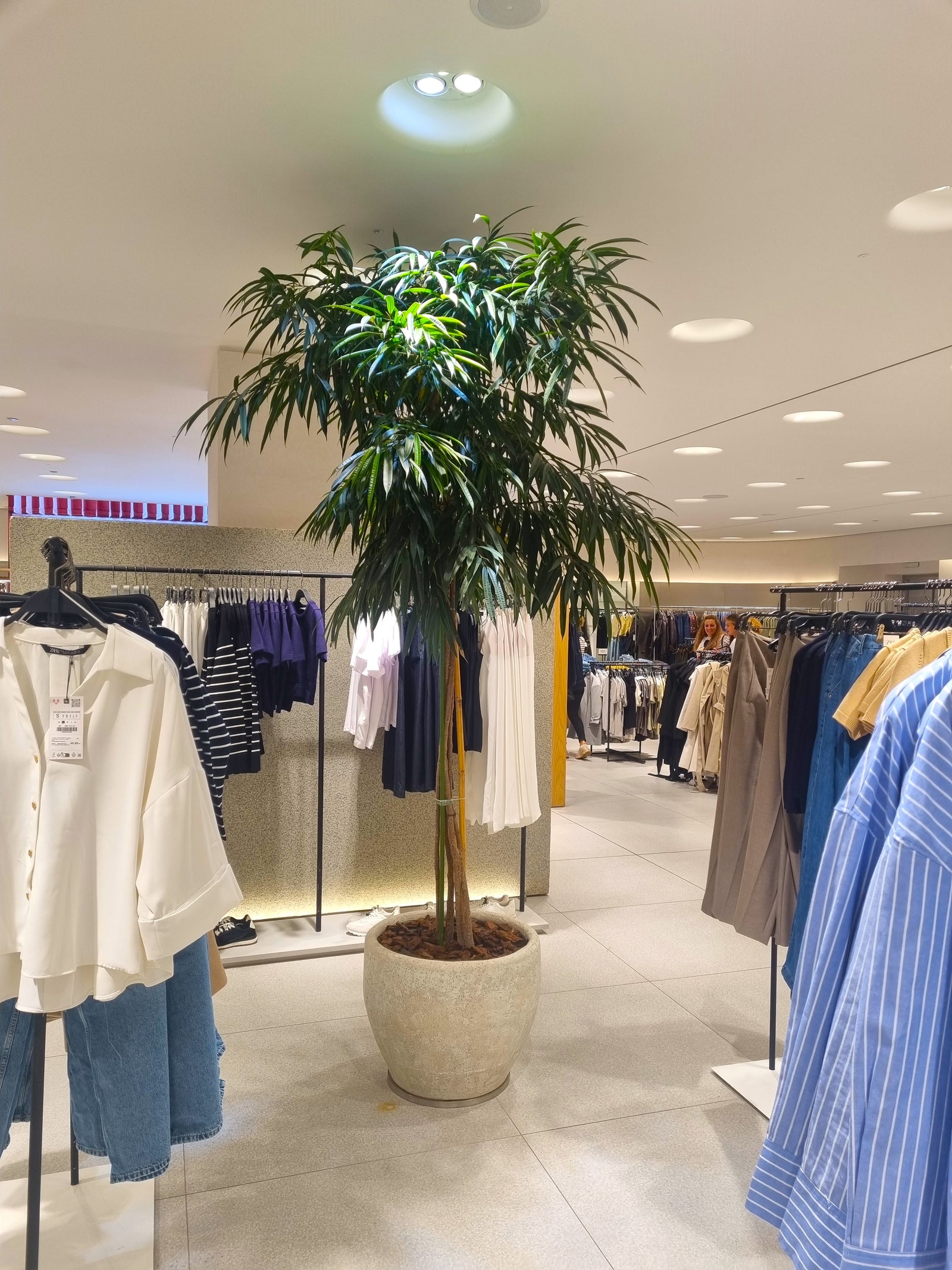 Голям фикус Али в магазина на Zara в Paradise Center, София
