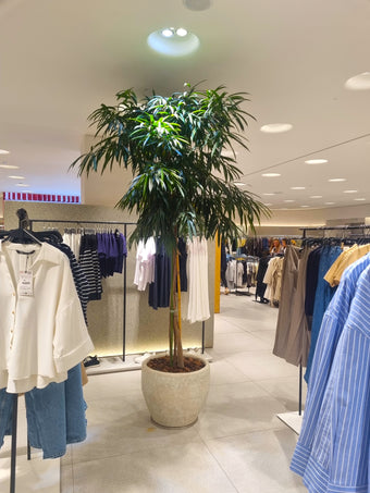 Голям фикус Али в магазина на Zara в Paradise Center, София