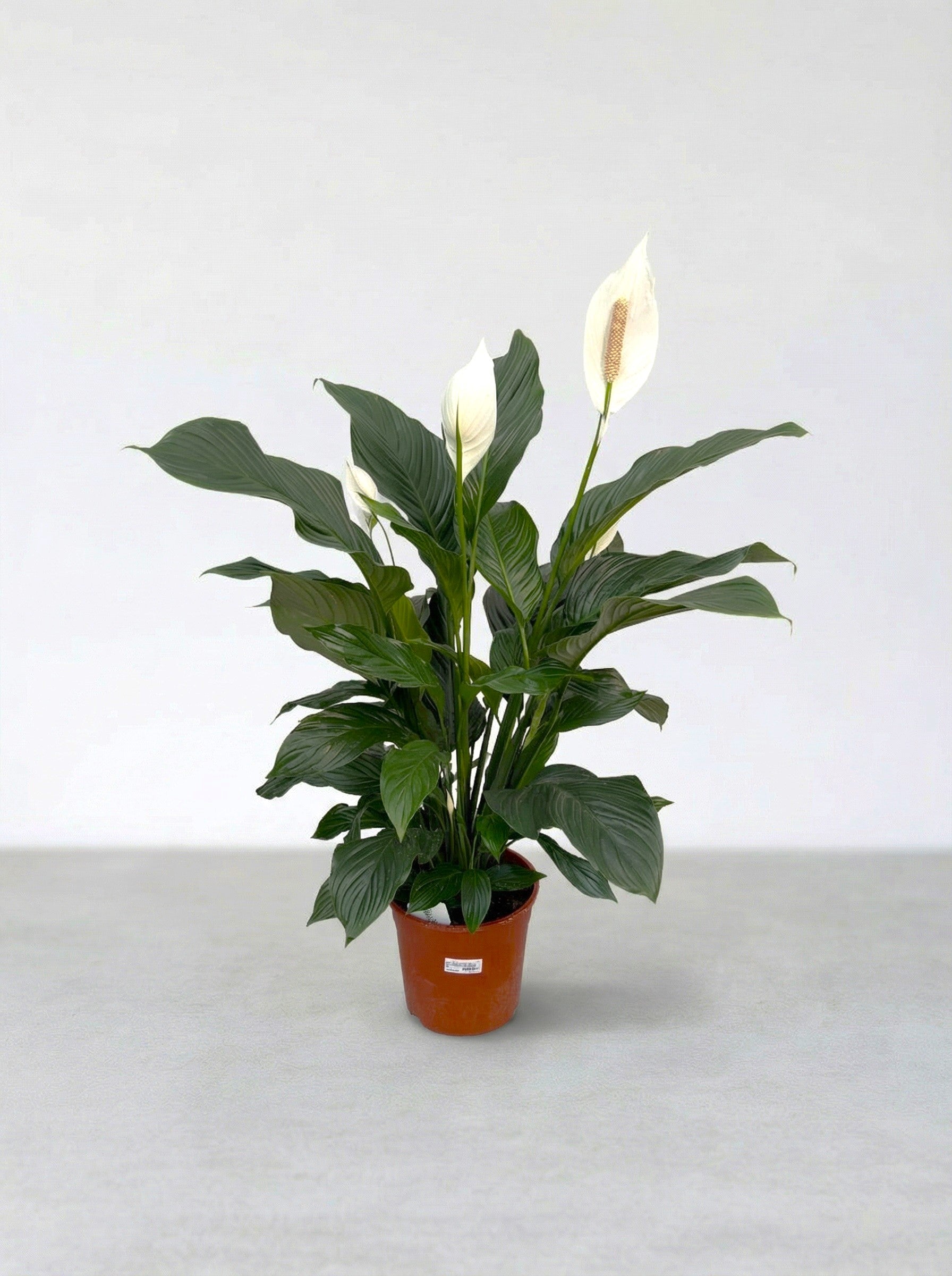 Спатифилум 110 см