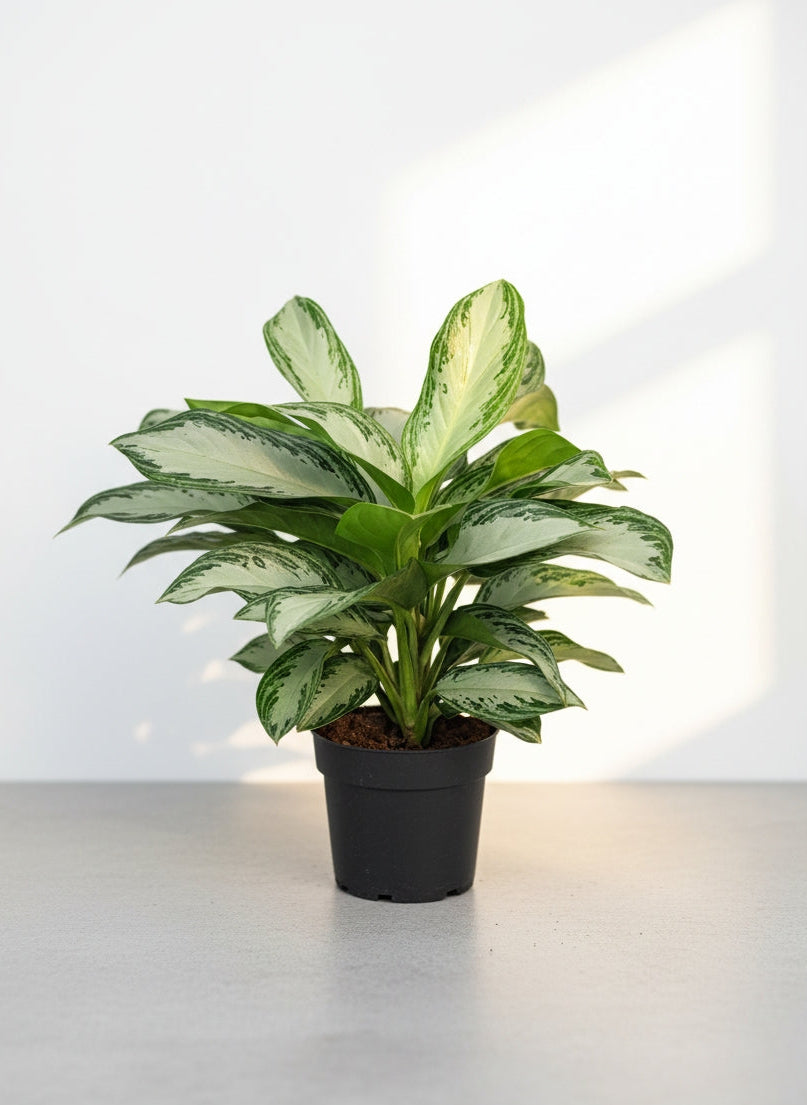 Аглонема 70 см