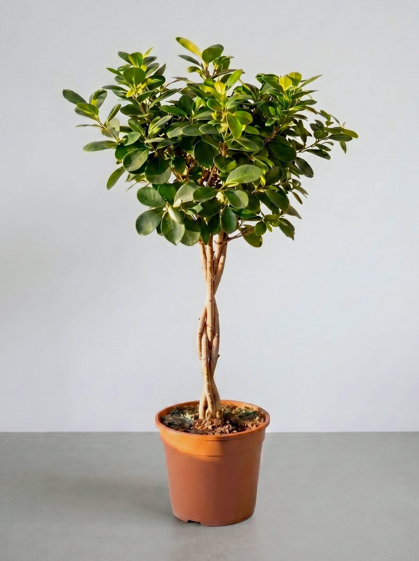 Фикус Мокламе 80 см плетен