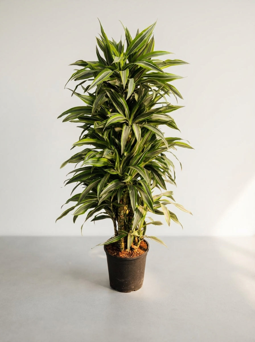 Драцена Лемън Лайм 140 см