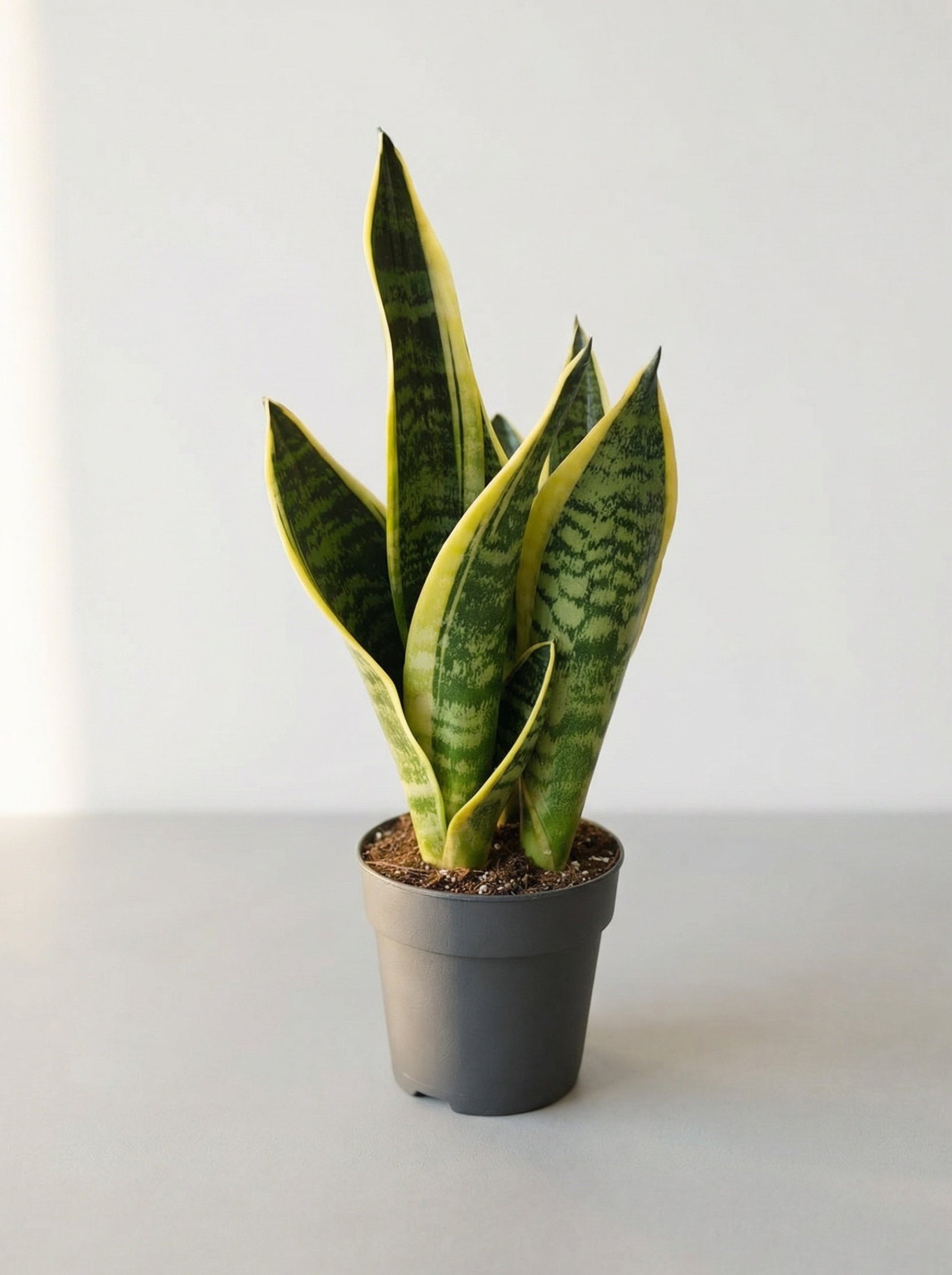 Сансевиера 40 см