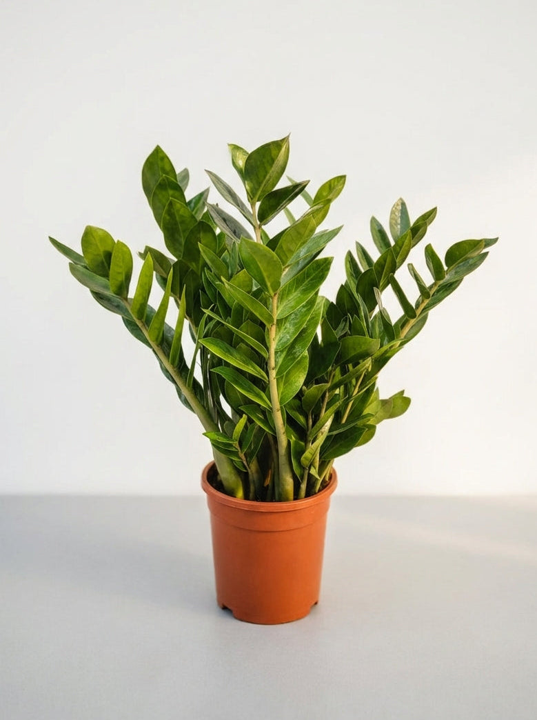 Замиокулкас 60 см